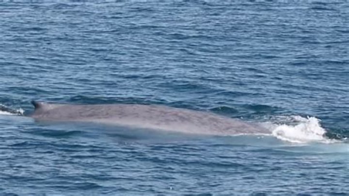 Whale Bitten In Half In Hawaii